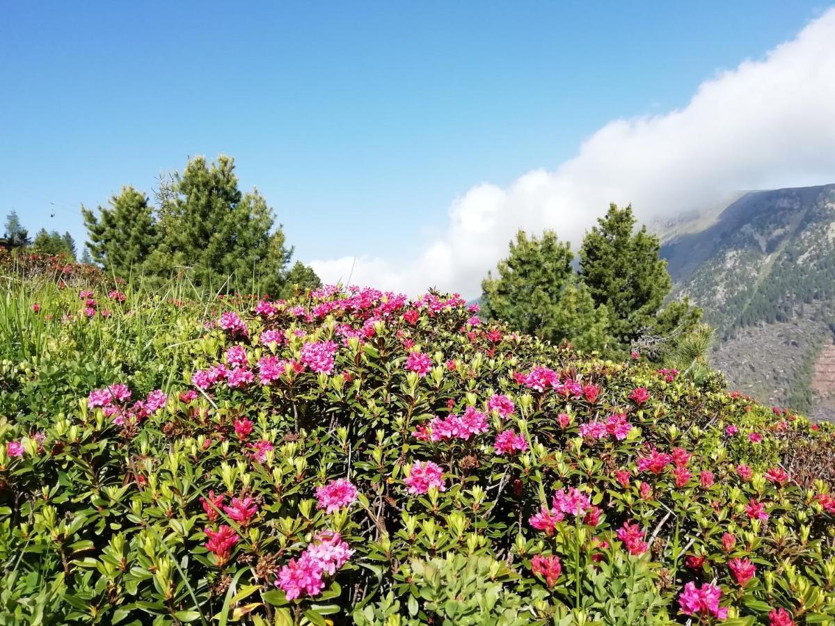 Dolomites B&B - Suites, Apartments And Spa Tesero Kültér fotó